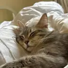قطوه للتبني