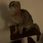 تبني ب رسوم
