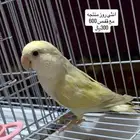طيور روز وكروان وبادجي