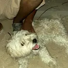 كلب نضيف علا اليوم