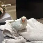 طير روز  تم البيع