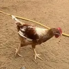 دجاج