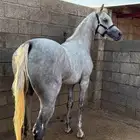 حصان
