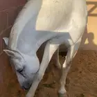 تدريب إيواء خيل