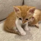 قطط مهجن امريكي شيرازي