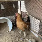 دجاجه براهما مفرخه