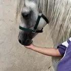 حصان عربي مع اوراقه