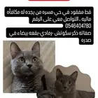 قط مفقود  من يجده له مكافاه ماليه