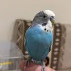 طير باجي اليف ما يعض عمره 4 شهور البيع مع الشبك والاكل