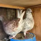 جوز مصري فاخر