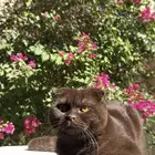 سكوتش فولد ساينمون