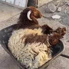 نعيمي طازج بلدي