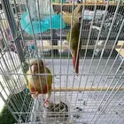كنيور للبيع اناناس