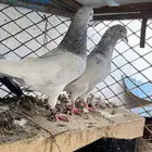 حمام باكستاني