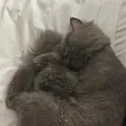 قطه لتبني