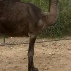 مجهم لقحه