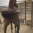 حصان للبيع