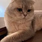 قط سكوتش فولد