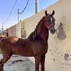 حصان واهو حار تربيع خطوه جده مروان الشقب