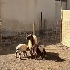 نعيميه والد