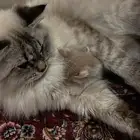 عندي قط  هملايا للتبني