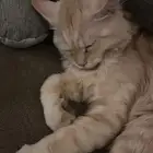 بستين تبني ذكور