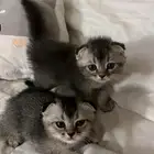 قطط سكوتش للبيع ب 500