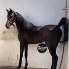 حصان