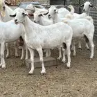 للبيع معزا بيشيات شي فاخر