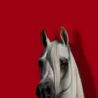 مطلوب خيل خط سرعه لبيع بحدود 7 وتحت