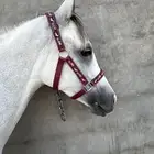 فرس شعبيه شيخه
