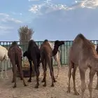 حشو كفو للبيع