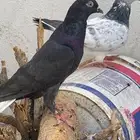 حمام باكستاني