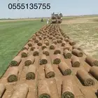 عشب طبيعي قصيمي