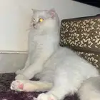 قطه للبيع
