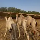 تامين جميع المناسبات والحفلات حشو وسواكني مرابي