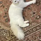بسه شيرازي انثى