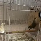 عصافير روز