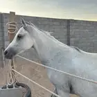 فرس شعبيه