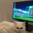 قطه للتبني