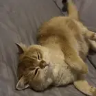 قطة للبيع السعر قابل للتفاوض ذكر سكوتش معقم ومطعم