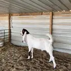 مشروع فحل هولندي مطور