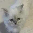 قطه للبيع