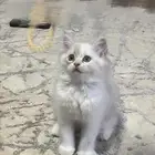 قطه
