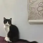قطط شيرازي للتبني مجانا