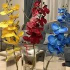 سمكه الفايتر هديه