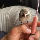 طير بلبل نهايه غر