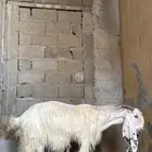 عنز مشروكه لهل الصنف جبرره ( ناهييه ) تحتها تيس وجفره