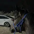 مهره للبيع
