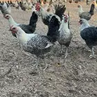 دجاج فيومي
